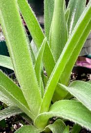 Image result for Cyanotis foecunda