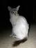 Javanese Cat Breed Profile | Petfinder
