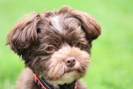 Check spelling or type a new query. Laszlo Der Bolonka Zwetna Foto Bild Tiere Haustiere Hunde Bilder Auf Fotocommunity