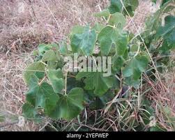 Image result for Thespesia garckeana