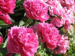 How To Grow Peonies In Containers Growing Peonies Flower Pots Fall Garden Vegetables