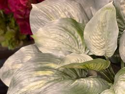 Image result for Hosta White Feather