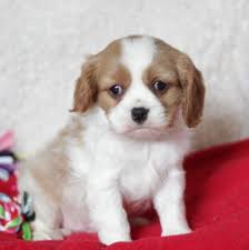 From may queen cavalier king charles. Cavalier King Charles Spaniel Puppies For Sale In Pa Petfinder