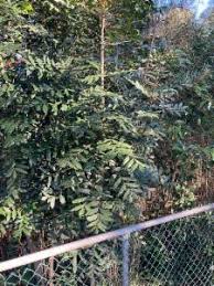 Image result for Harpephyllum afrum