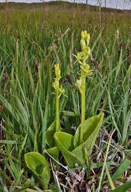 Image result for Liparis