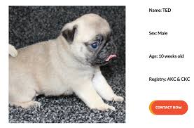 If you are in new jersey, you're likely two hours away from honeybrooke, pa, we would drive 2 hrs in your direction and you would pitch in $100 to have your puppy delivered to you. Puppy Scams Have Spiked In The Pandemic The New York Times