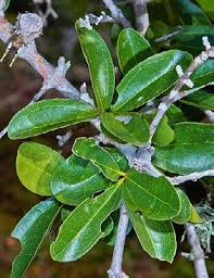 Image result for Cordylostigma longifolium