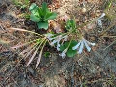 Image result for Crinum crassicaule