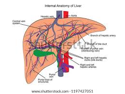 Create a labeled model of the digestive system. Shutterstock Puzzlepix
