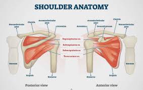 Explore the anatomy systems of the human body! Anatomy Of The Shoulder Edmonton Bone Joint Centre