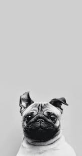 Pin On Animalista