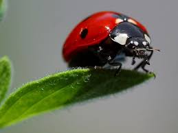 Black And Red Ladybug Meaning Most People Are Fond Of Ladybugs Because Of Their Colorful Spotted Appearance But Farmers Love Them For Th Animal Spirit Guide Ladybug Meaning Spirit Animal