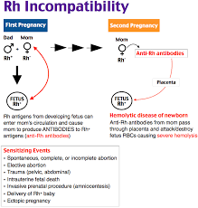 Rh Incompatibility Rosh Review Clinical Nurse Specialist