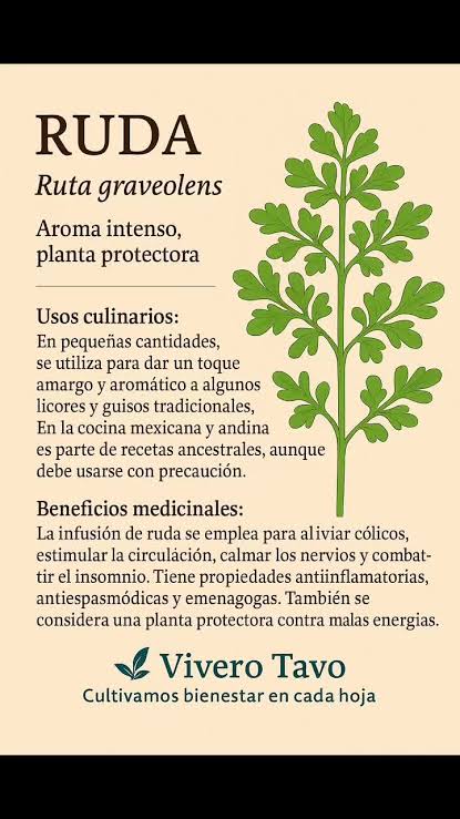 Ruda: Beneficios y Cuidados de Esta Planta Ancestral