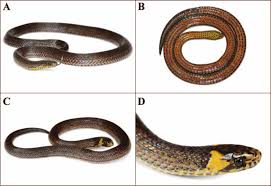 Image result for Atractus multicinctus