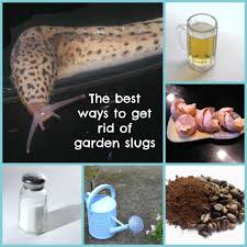 However, the major pests in my garden include giant grasshoppers, aloe mite, mealy bugs, scale, slugs and snails, none of which appear to be on the black widow's menu. 8 Ways To Get Rid Of Slugs In Your Garden Dengarden