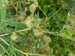 Image result for Berkheya bipinnatifida
