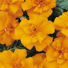 Image result for tagetes)