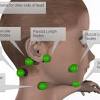 It runs down the back part of the neck, and opens into the external jugular vein just below the middle of its course. 1