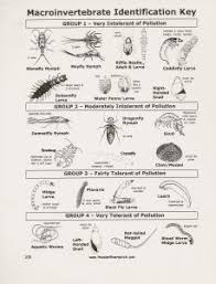 Macroinvertebrate Identification Key Homeschool