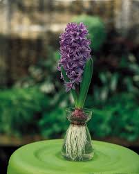 Image result for Hyacinthaceae