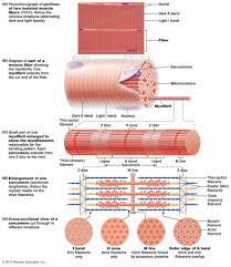 Anatomy Of Skeletal Muscles Skeletal Muscle Anatomy Anatomy And Physiology Muscle Anatomy