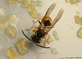 Können kupfermünzen im notfall helfen? Was Hilft Gegen Wespen Tipps Zum Wespen Vertreiben Garten Hausxxl Garten Hausxxl