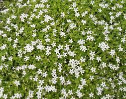They have small, lance shaped, glossy green leaves that form tight mounds and. Pratia Pendunculata White Stars 9 Cm Pot