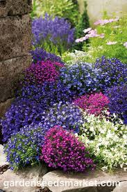 Image result for Lobelia erinus