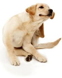 Dry Itchy Skin In Dogs Dry Itchy Skin Itchy Dry Itchy Skin