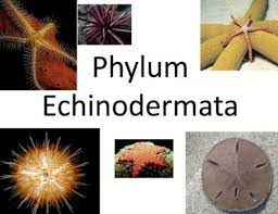 Sebagian besar dari mereka hidup di laut dalam dan beberapa jenis lagi mendiami laut dangkal, seperti di terumbu karang. Echinodermata Pengertian Ciri Klasifikasi Peranan Reproduksi
