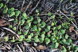 Image result for Drymaria