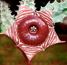 Image result for Huernia zebrina