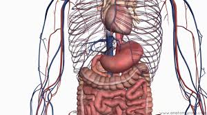 What is the difference and which viscera apply to which? Introduction To The Digestive System Part 2 Oesophagus And Stomach 3d Anatomy Tutorial Youtube