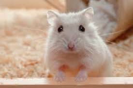 Maybe you would like to learn more about one of these? How Long Do Hamsters Live Hamsters 101