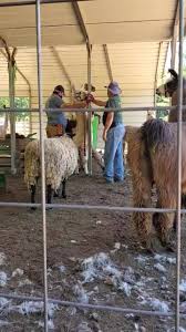 We provide you with details about each local zoos including which new jersey below we've listed new jersey zoos by region and county. Little Critters Traveling Petting Zoo Llc Home Facebook