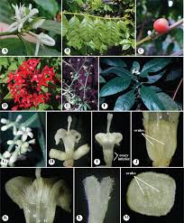 Image result for Apocynaceae subfamily Periplocoideae