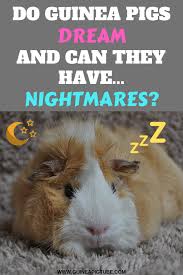 Pin On Guinea Pigs Behavior