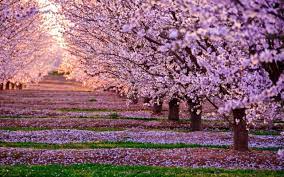 Most Beautiful Cherry Blossoms Around The World Cherry Blossom Wallpaper Blossom Trees Picture Tree