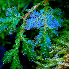 Image result for Selaginella vogelii