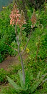 Image result for Aloe wollastonii