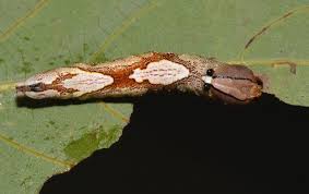 Image result for Heteromorpha involucrata