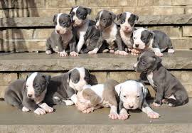 Black And White Pit Bull Terrier Black Blue Nose Pitbull Puppies Pitbull Puppies Pitbull Terrier Blue Nose Pitbull Puppies