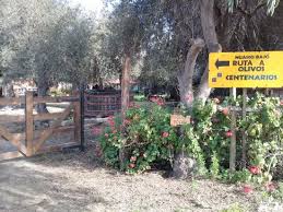 It is located directly north of the city of buenos aires, in buenos aires provincia (province), on the río de la plata estuary. Olivos Centenarios Picture Of Olivos Centenarios Huasco Tripadvisor