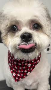 Marley ❤️ had get good cut his hair got too curly. Still sweet as ever xx