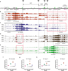 Control of directionality of chromatin folding for the inter- and  intra-domain contacts at the Tfap2c–Bmp7 locus