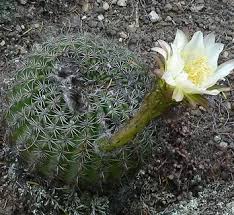 Image result for Emilia caespitosa