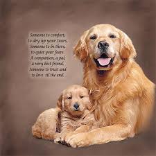 Man S Best Friend Golden Retriever Retriever Dog Love