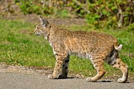 Bobcats In Dfw Are Simply Doing What They Do Best Surviving