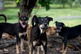 Langkawi animal shelter and sanctuary foundation (lassie) in malaysia, currently houses neglected, abused and needy animals. Rooky Second Chance Animal Society Malaysia